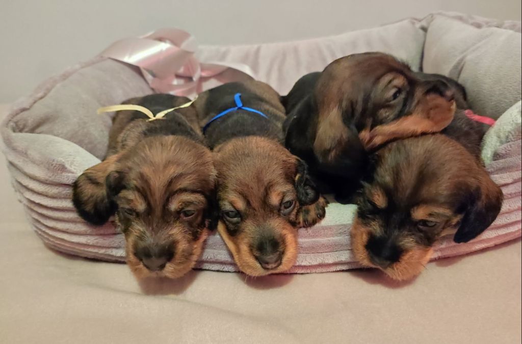 Des Remparts De Blossac - Teckel poil dur - Portée née le 25/08/2025