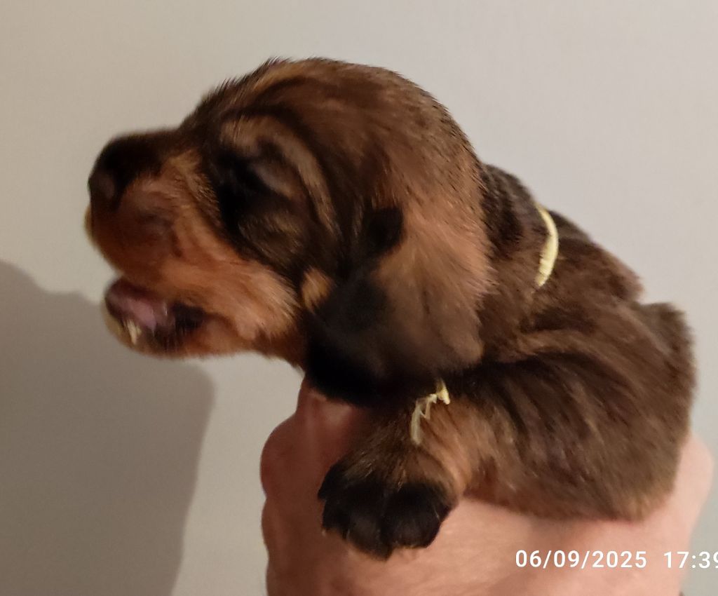 Des Remparts De Blossac - Chiots disponibles - Teckel poil dur