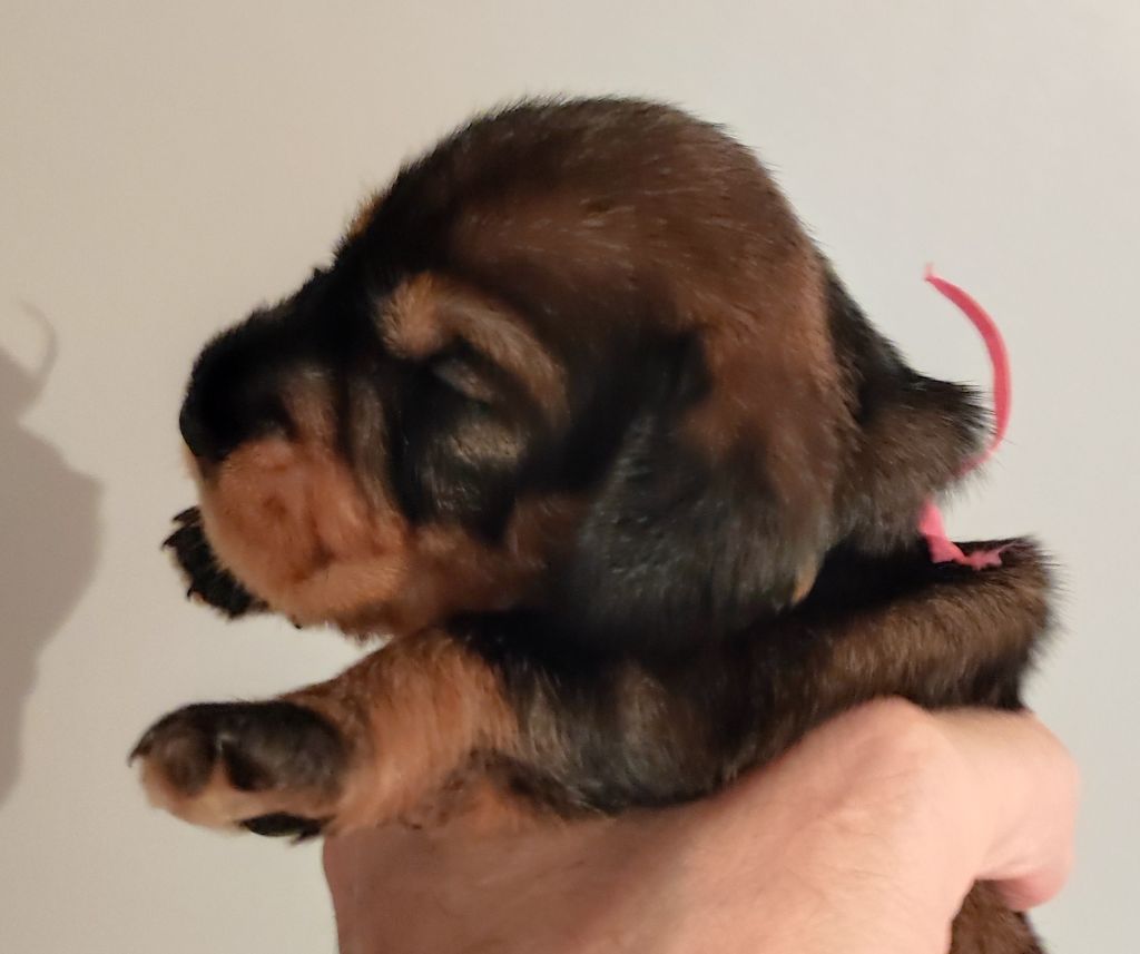 Des Remparts De Blossac - Chiots disponibles - Teckel poil dur