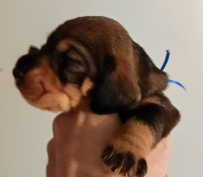 CHIOT 1
