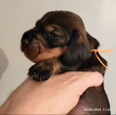CHIOT 2