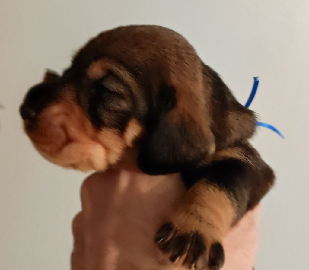 Des Remparts De Blossac - Chiots disponibles - Teckel poil dur