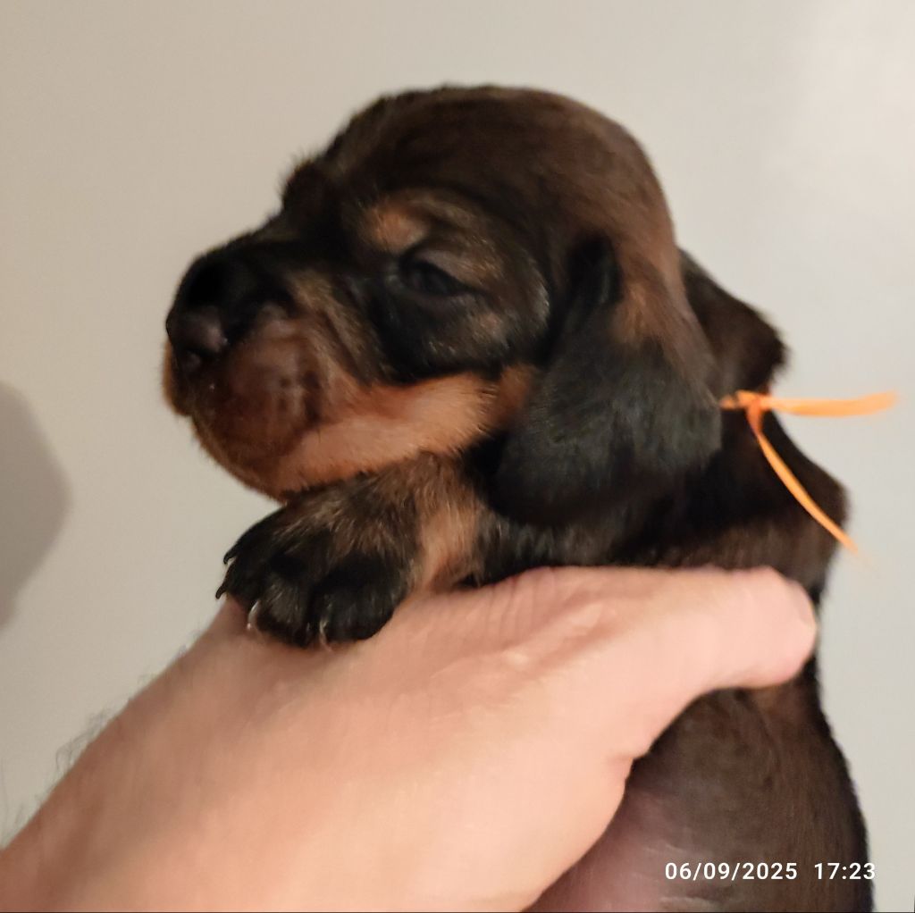 Des Remparts De Blossac - Chiots disponibles - Teckel poil dur